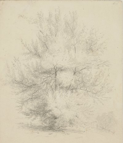 Drawing of a Tree by Samuel Finley Breese Morse